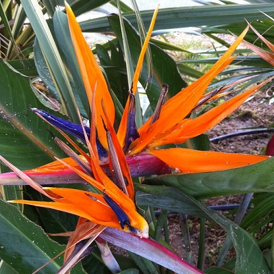 fleurs oiseau du paradis